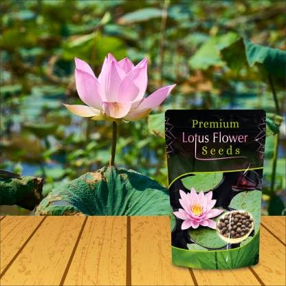21085